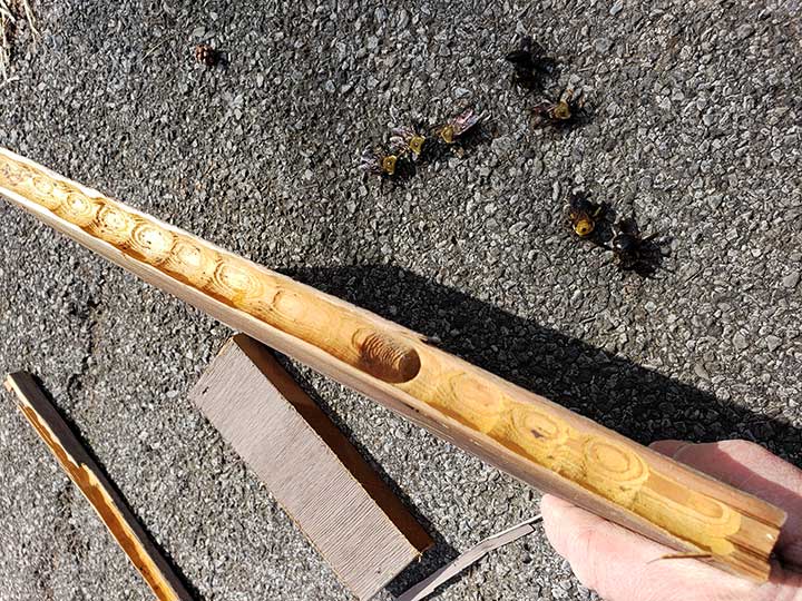 carpenter bee damage