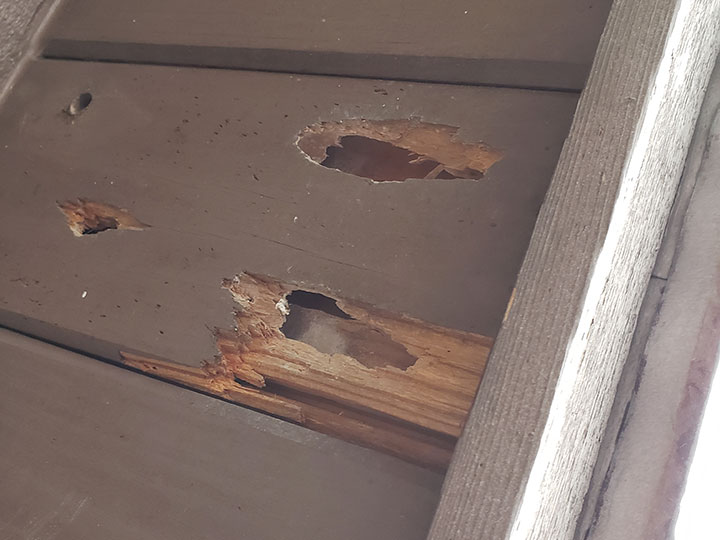 carpenter bee damage