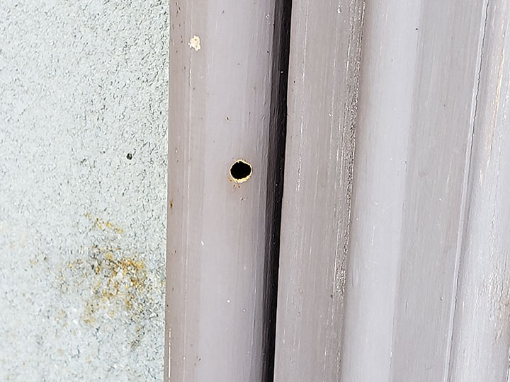 carpenter bee damage